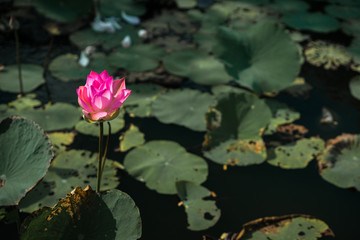 colorful pink lotus bud flowers