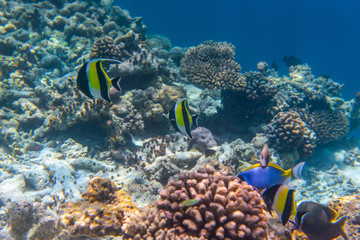  colorful fishes and corals, underwater life in Maldives, snorkeling and diving in exotic destination
