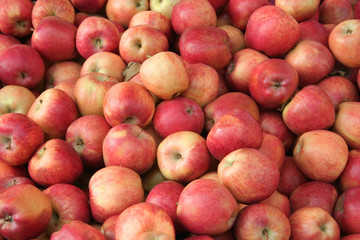 Wall Mural - apples at market