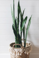 Stylish green plant sansevieria in straw pot on background of white rustic wall, copy space. Modern room decor, boho bedroom. Plant in wicker basket