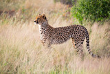 Fototapeta Sawanna - A cheetah in the grass landscape between the bushes