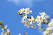Kirschblüten vor blauen Himmel