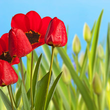 Red Tulips In The Flower Bed With Blue Sky