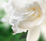 White Gardenia Blossom.