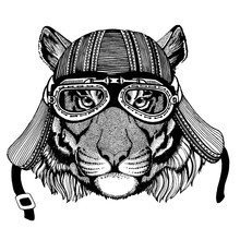 Cat, Tiger Wild Biker Animal Wearing Motorcycle Helmet. Hand Drawn Image For Tattoo, Emblem, Badge, Logo, Patch, T-shirt.