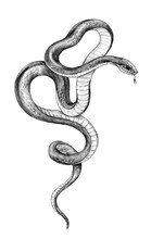 Hand Drawn Monochrome Snake