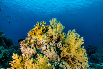 Coral reefs and water plants in the Red Sea, Eilat Israel