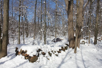 snowy forest during cold winter day