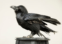Beautiful Young Black Raven On A White Background