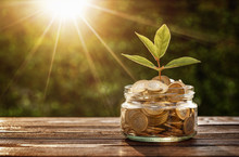 Investment Concept, Small Plant Growing Out From Jar Of Coins With Copy Space
