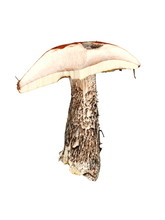 Cross Section Of A Leccinum Vercipelle Birch Bolete Mushroom Showing Pores On White Background