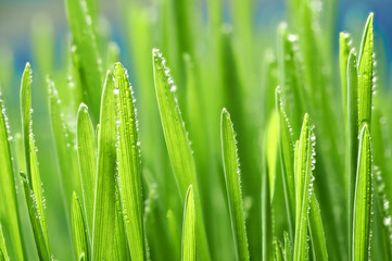 green leaves green wall of green grass closeup background