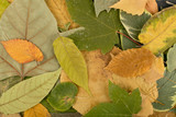 Fototapeta Dmuchawce - Flat Dried Leaves or Forest Floor in Camouflage Colors