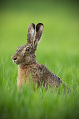 Wall Mural - portrait of brown hare with clear blurred green background. wild rabbit in grass.