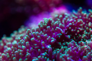 close up of hairy mushroom (rhodactis indosinensis)