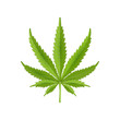 Hemp leaf isolated on white background. Realistic marijuana. Cannabis plant. Vector Illustration