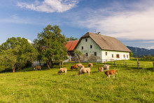 Austria, Carinthia, Old Farm House And Cows On Pasture