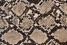 Background Of Snake Skin Texture