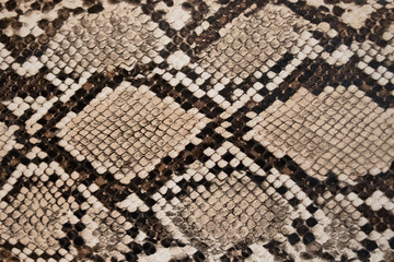 background of snake skin texture