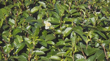 Wall Mural - Glossy green leaves of mature tea bushes in closeup, on a rural farm