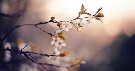 Wall Mural - Branch of the blossoming cherry