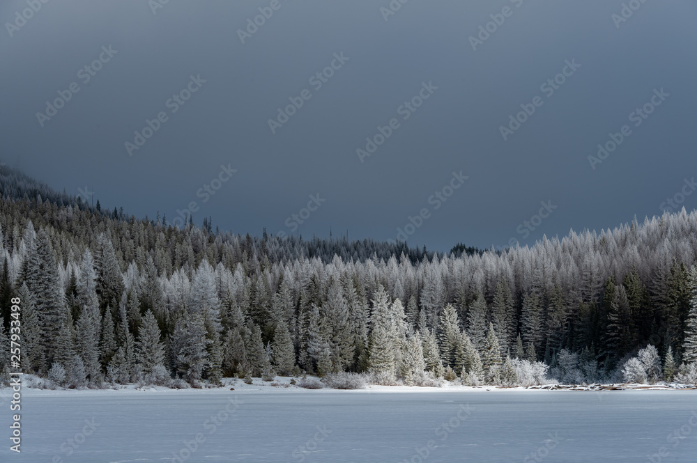 View of snow covered forest during winter
