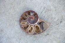 Close Up Of Crystallized Ammonite Half Shell