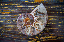 Close Up Of Crystalized Ammonite Half Shell