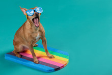 A Small Dog Stands On A Swimming Board With Glasses, Mouth Open, Emotion Of Surprise And Delight, Glasses Reflecting The Sky, Concept Of Outdoor Activities And Travel, Copy Space