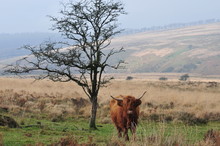 Hardy Highland Cow On Exmoor, Somerset