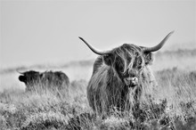 Hardy Highland Cow On Exmoor, Somerset