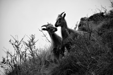Himalayan Goats Love On Wilderness 