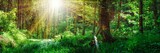 Fototapeta Natura - Panorama Landschaft, Wald im Frühling mit Sonnenstrahlen durch die Bäume