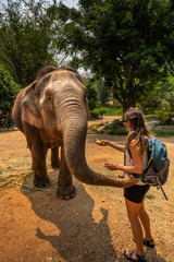 girl tourist feeds bananas to elephant. thailand