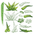 Aloe vera plant sketches. Herb leaf, nature flora