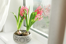 Blooming Spring Hyacinth Flowers On Windowsill At Home, Space For Text