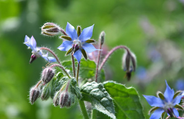 Poster - bloom in nature borage