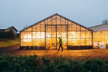 the greenhouse glows with yellow light in the supper. the guy is near the greenhouse