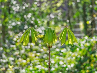 Canvas Print - Horse Chestnut Sapling 