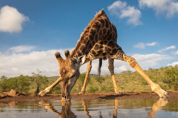 southern giraffe drinking water