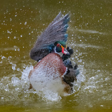 Carolina Duck Or Wood Duck, Aix Sponsa, Colorful Duck Standing,  Snorting After Bath 