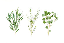 Mix Of Herbs Green Branches, Leaves Eucalyptus And Plants Collection On White Background. Flat Lay, Top View