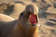 Adult Male Elephant Seal On The Beach Along California's Central Coast