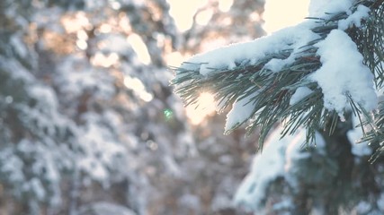 Wall Mural - pine tree sunlight branch glare winter landscape during sunset. winter pine the sun forest in the snow sunlight movement. frozen frost Christmas New Year tree. concept new year lifestyle winter . slow