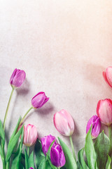 Beautiful purple tulips on grey background