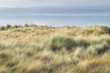 © Joshua - grass and sky