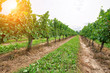 Niagara on the Lake Grape fields that produce famous Ontarian wind and Icewine