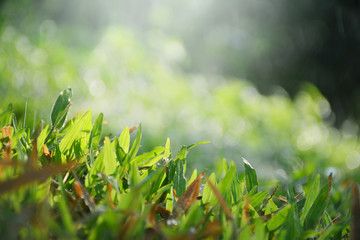 Beautiful nature background with close up green grass in summer or spring.