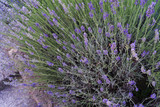 Fototapeta Lawenda - Lavender Flower Flowers Field Nature Purple
