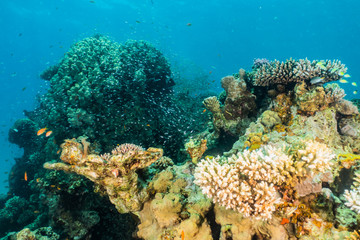 Coral reefs and water plants in the Red Sea, Eilat Israel